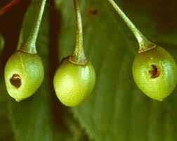 Attēlu rezultāti vaicājumam “Eleocharis uniglumis fruit”