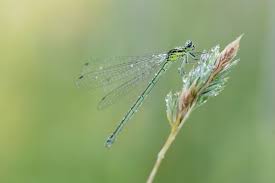 Attēlu rezultāti vaicājumam “Coenagrion hastulatum”