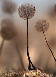 Attēlu rezultāti vaicājumam “Comatricha elegans var. microspora spores”