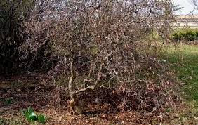 Attēlu rezultāti vaicājumam “Trichia contorta young”