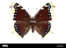 Attēlu rezultāti vaicājumam “Nymphalis antiopa upperside”