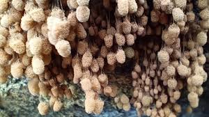 Attēlu rezultāti vaicājumam “Stemonitopsis typhina var. similis stalked”