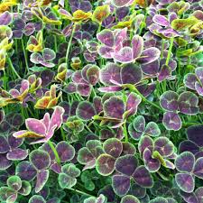 Attēlu rezultāti vaicājumam “Trifolium repens leaf”