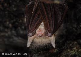 Attēlu rezultāti vaicājumam “Eptesicus nilssonii”