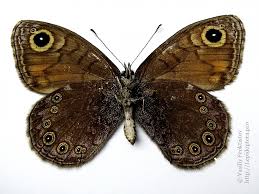 Attēlu rezultāti vaicājumam “Lasiommata petropolitana”