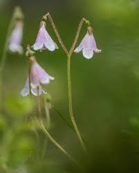 Attēlu rezultāti vaicājumam “Linnaea borealis flower”