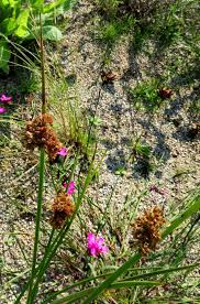 Attēlu rezultāti vaicājumam “Scirpus sylvaticus fruit”