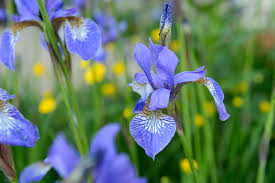 Attēlu rezultāti vaicājumam “Iris sibirica flower”