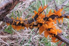 Attēlu rezultāti vaicājumam “Gymnosporangium cornutum”