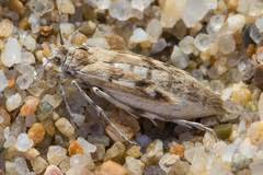 Attēlu rezultāti vaicājumam “Scythrididae”