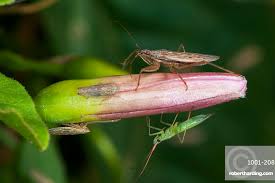 Attēlu rezultāti vaicājumam “Miridae”