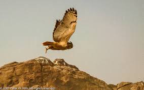 Attēlu rezultāti vaicājumam “Bubo bubo adult”