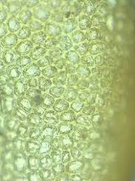 Attēlu rezultāti vaicājumam “Odontoschisma sphagni”