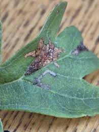 Attēlu rezultāti vaicājumam “Parornix anglicella”