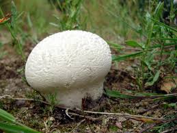 Attēlu rezultāti vaicājumam “Calvatia utriformis”