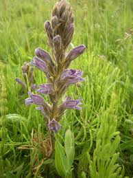 Attēlu rezultāti vaicājumam “Orobanche elatior flower”
