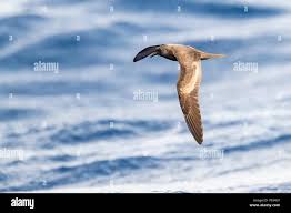 Image result for F C Bulwer