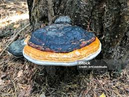 Attēlu rezultāti vaicājumam “Inonotus obliquus”