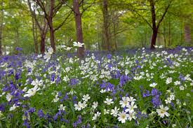 Attēlu rezultāti vaicājumam “Stellaria holostea fruit”