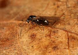 Attēlu rezultāti vaicājumam “Neuroterus albipes”