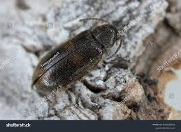 Attēlu rezultāti vaicājumam “Melandryidae”