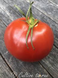 Afbeeldingsresultaat voor earliana tomato