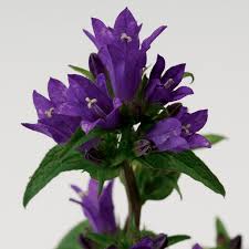 Attēlu rezultāti vaicājumam “Campanula glomerata”