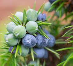 Attēlu rezultāti vaicājumam “Juniperus communis fruit”