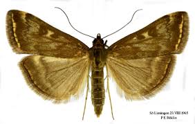 Attēlu rezultāti vaicājumam “Lycogala irregulare sessile”