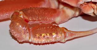 Image result for Chionoecetes opilio