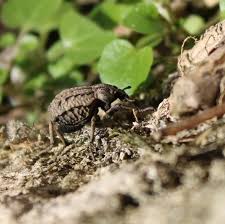 Image result for Brachycerus undatus