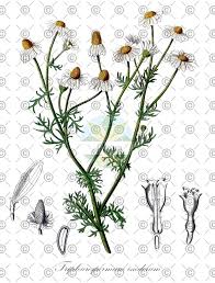 Attēlu rezultāti vaicājumam “Tripleurospermum inodorum”