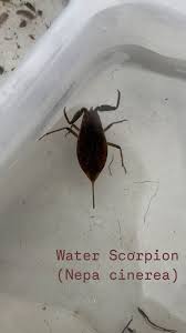 Attēlu rezultāti vaicājumam “Nepa cinerea”