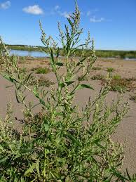 Attēlu rezultāti vaicājumam “Atriplex littoralis”
