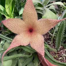 Attēlu rezultāti vaicājumam “Dicranella staphylina”