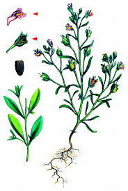 Attēlu rezultāti vaicājumam “Microrrhinum minus leaf”