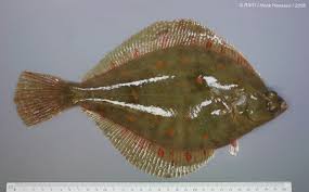 Image result for Pleuronectes platessa