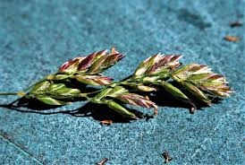 Attēlu rezultāti vaicājumam “Poa pratensis flower”
