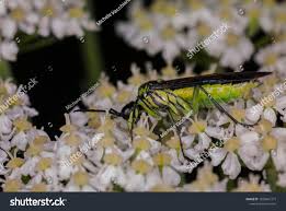 Attēlu rezultāti vaicājumam “Rhogogaster viridis”