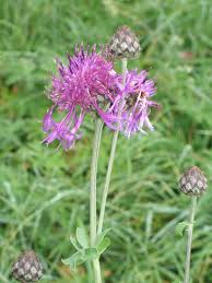Attēlu rezultāti vaicājumam “Centaurea scabiosa”