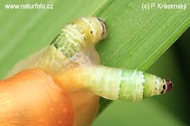 Attēlu rezultāti vaicājumam “Leucochloridium paradoxum”