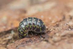 Attēlu rezultāti vaicājumam “Armadillidium pulchellum”