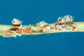 Attēlu rezultāti vaicājumam “Collaria rubens spores”