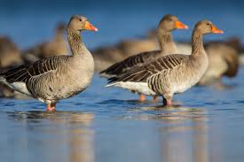 Attēlu rezultāti vaicājumam “Anser anser”