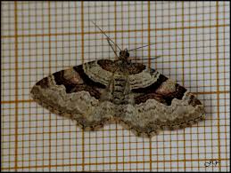 Attēlu rezultāti vaicājumam “Xanthorhoe designata”