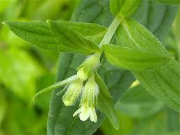 Attēlu rezultāti vaicājumam “Lithospermum officinale leaf”