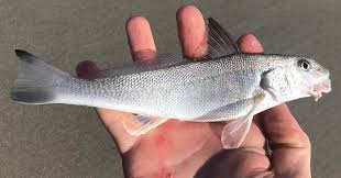 Image result for Menticirrhus littoralis