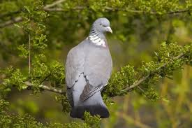 Attēlu rezultāti vaicājumam “Columba palumbus adult”