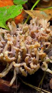 Attēlu rezultāti vaicājumam “Clavulina cinerea”