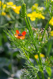 Image result for Adonis aestivalis